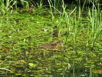 3 kleine Nutrias in der Spree (im Spreewald bei L�bben).