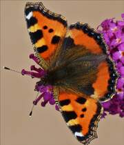 . Endlich blht unser Schmetterlingsstrauch (Buddleja) vor unserer Tr, schon sind die ersten Schmetterlinge zu Gast. hier ein kleiner fuchs.  18.08.2016