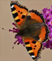 . Endlich bl�ht unser Schmetterlingsstrauch (Buddleja) vor unserer T�r, schon sind die ersten Schmetterlinge zu Gast. hier ein kleiner fuchs.  18.08.2016