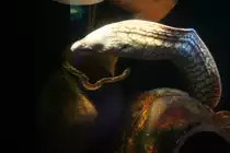 Eine oft im Sealife gezeigte Mor�ne ist die Mittelmeer-Mur�ne (Muraena helena),Berlin 3.4.2009.