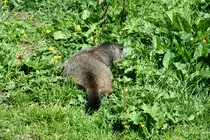 Ein Murmeli auf der Suche nach Nahrung in den Walliser Alpen; 21.08.2016