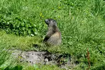 90 Minuten stand ich geduldig auf der wieder und konnte mich den Murmeli bis auf 3 Meter N�hern. Ein Murmeli h�lt Wache; 21.08.2016