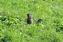 Eigentlich wollte ich heute Fotos von Postautos machen. Doch beim warten in einem walliser Hochtal stand ich pl�tzlich mitten in einer Murmeli-Population. Zwei Murmeli halten Wacht; 21.08.2016