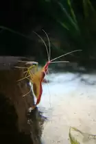 Weibliche Indopazifische Wei�band-Putzergarnele (Lysmata amboinensis), da sie Eiern mit sich herumtr�gt, am 3.4.2009 im Sea_Life in Berlin.