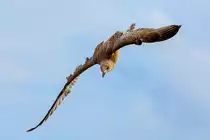 Junge Silberm�we im Sturzflug. - 22.08.2016