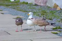 Jungm�wen betteln um Futter beim Silberm�wen Altvogel. - 22.08.2016
