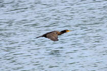 Ein Kormoran im Tiefflug. - 22.08.2016