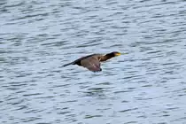 Ein Kormoran im Tiefflug. - 22.08.2016