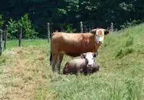 K�he auf einer Weide bei Euskirchen - 10.06.2016