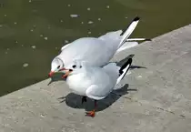 M�wen am Rheinufer in Bonn-Mehlem - 15.08.2016