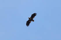 Flugbild eines Seeadlers. - 28.08.2016