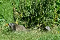 Zwei Murmeli vor ihrer H�hle im Wallis; 27.08.2016