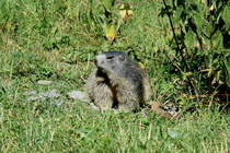 Ein Murmeli beobachtet argwnisch den Fotografen in seinem Reich in den Walliser Alpen