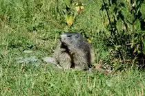 Ein Murmeli beobachtet argw�nisch den Fotografen in seinem Reich in den Walliser Alpen