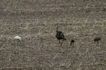 Generation 2016. Die ersten jungen Nandus, die ich in diesem Jahr entdeckte. Wendorf, 14.08.2016