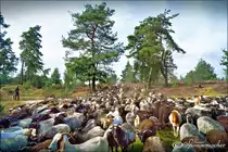 Fast �berrollt, nein nicht eine hat mich ber�hrt, obwohl ich einmal durchgereicht wurde ;-) Heidschnucken & Ziegen in R�ders Heide bei Soltau, Anfang September 2016