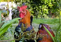 Deutsche Langschan in Witten bei Assen (Niederlande) aufgenommen. Aufnahme: 24. August 2016.