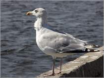 Mwe mit windzersaustem Halsgefieder. Snogebk (Bornholm), 26.08.2016.