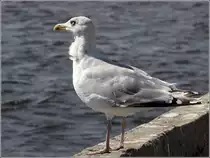 M�we mit windzersaustem Halsgefieder. Snogeb�k (Bornholm), 26.08.2016.