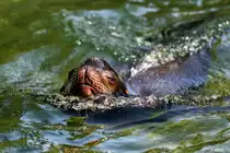 Kalifornischer Seel�we - 12.09.2016 Zoo Berlin