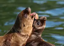 Kalifornische Seel�wen - 12.09.2016 Zoo Berlin