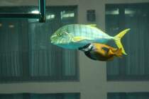 Eine Goldmakrele (Gnathanodon speciosus) und ein Gelbes Fuchsgesicht (Siganus vulpinus) am 3.4.2009 im Aquadom der Radisson Hotels in Berlin.