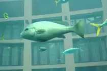 Eine Schiefer-S��lippe (Diagramma labiosum) am 3.4.2009 im Aquadom in Berlin.