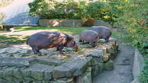 Flusspferde (Hippopotamus amphibius). Selten sieht man diese groen Pflanzenfresser auerhalb des Wassers. Hier hat leckeres frisches Grn die drei in die Freianlage gelockt. Foto: Zoologischer Garten Berlin, 06.08.2016 