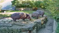 Flusspferde (Hippopotamus amphibius). Selten sieht man diese gro�en Pflanzenfresser au�erhalb des Wassers. Hier hat leckeres frisches Gr�n die drei in die Freianlage gelockt. Foto: Zoologischer Garten Berlin, 06.08.2016 