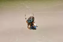 Eine dicke Spinne wickelt ihr Opfer ein. - 22.09.2016