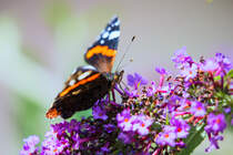 Ein Admiral nutzt die warme Herbstsonne, um an den letzten Schmetterlingsblten zu saugen. - 22.09.2016
