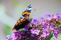 Ein Admiral nutzt die warme Herbstsonne, um an den letzten Schmetterlingsbl�ten zu saugen. - 22.09.2016