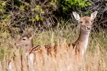 Damhirschkuh mit Kalb im Gestr�pp. - 22.09.2016