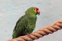 Gelbwangenamazone - Zoo Berlin