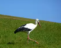 Wei�storch auf Futtersuche, Sept.2016