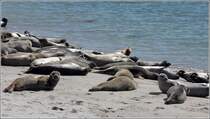 Seehunde bei Sonnenbad und Mittagsschlaf. Gesehen am Sdstrand von Helgoland Dne. 31.08.2016