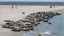 Seehundkolonie am Sdstrand von Helgoland Dne. 31.08.2016
