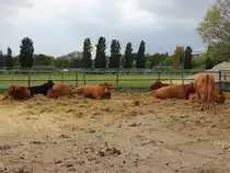 Blick von Milchhof im S�den von Berlin in Richtung Landschaftspark Rudow-Altglienicke am 30. September 2016, im Vordergrund einige der in diesem Hof gehaltenen Limousin-Rindern.