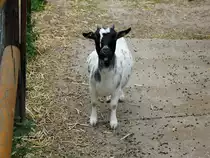 Wirtschaftlich nutzlose Ziege (gelesen im FACETTEN-Magazin-Redaktion unter https://facettenneukoelln.wordpress.com/2016/06/01/milchgipfel-weltbauerntag-tag_der_milch-milchhof_mendler-rudow-neukoelln/ )
- gesehen am 30. September 2016 in Berlin Rudow.
