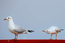 Eine Mwe macht mit viel Geschrei auf sich aufmerksam. - 09.09.2016