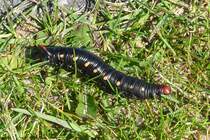 Eine Raupe - aber welcher Art? - in Cuxhaven, 10.9.2015