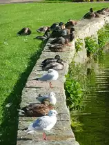 M�ven und Enten im Kurpark Cuxhaven, 10.9.2015