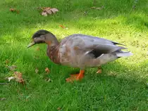 Ente im Kurpark Cuxhaven, 10.9.2015