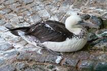 Sturmvogel(?) im Kurpark Cuxhaven, 10.9.2015