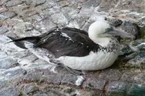 Sturmvogel(?) im Kurpark Cuxhaven, 10.9.2015