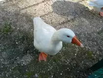 Gan(s)z brav im Kurpark Cuxhaven, 10.9.2015