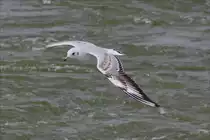 . Eine M�ve schwebt neben unserem Schiff, bei einer Fahr �ber das Ijselmeer. 29.09.2016 