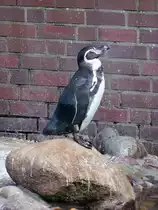 Pinguine im Kurpark Cuxhaven, 10.9.2015