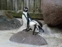 Pinguine im Kurpark Cuxhaven, 10.9.2015