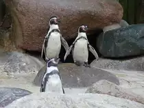 Pinguine im Kurpark Cuxhaven, 10.9.2015